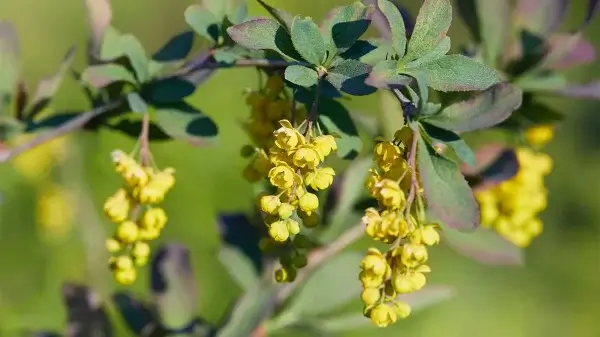 Close-up of a branch with clusters of small yellow flowers and dark green leaves, showcasing nature's wisdom against a blurred green background.