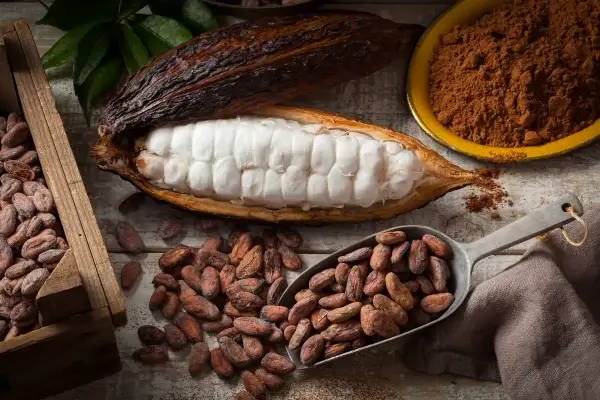 Cacao pod and beans displayed alongside cacao powder and a scoop on a wooden surface, highlighting its status as a modern superfood.
