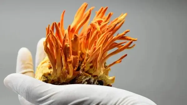 A white-gloved hand presents a cluster of vibrant orange cordyceps mushrooms against a neutral backdrop, symbolizing the vitality-enhancing power of nature.