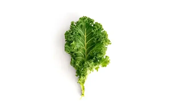 A single kale leaf, a well-known superfood, isolated on a white background.