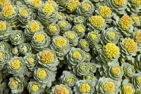 A dense cluster of green rosette-shaped succulent plants, known for their stress relief properties, with some showing yellow flowering tops.